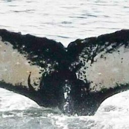 Fluke of Ocallaghan