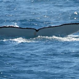 Fluke of PWF-SP_7557