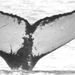 Fluke of NepuPalaoa