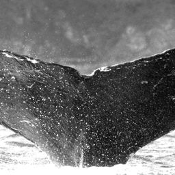 Fluke of Neillio