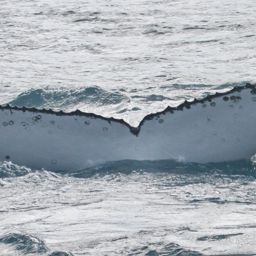 Fluke of 64604