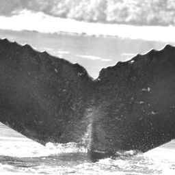 Fluke of Purshia