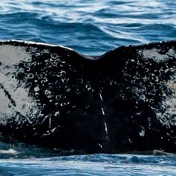 Fluke of PWF-SP_7474