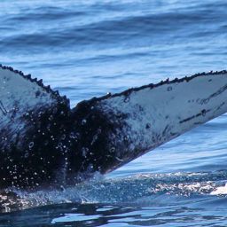 Fluke of PWF-SP_7446
