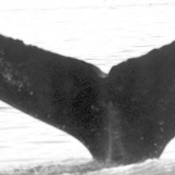 Fluke of Psathyrella