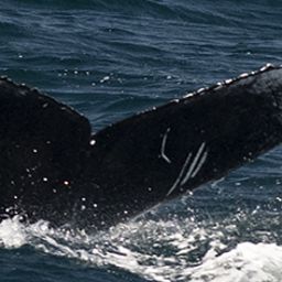 Fluke of CRC-19945