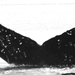 Fluke of Pippin