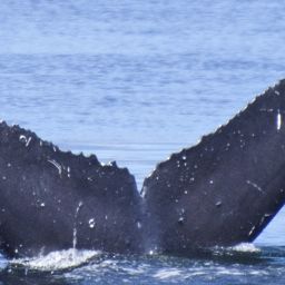 Fluke of Pilialoha