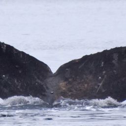 Fluke of Paukumu