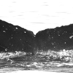 Fluke of Pauhana