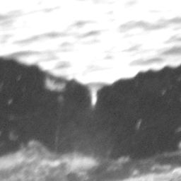 Fluke of Pandanus