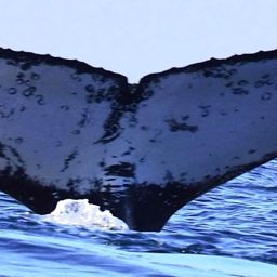 Fluke of PWF-SP_7750