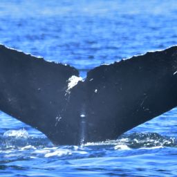Fluke of Niagara