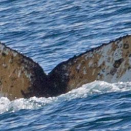 Fluke of HW-MN1300498