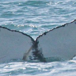 Fluke of PWF-SP_7847