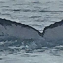 Fluke of CRC-18419