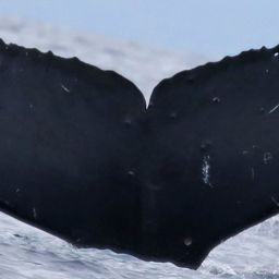 Fluke of CRC-15448