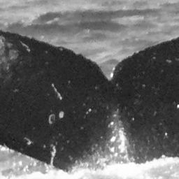 Fluke of CRC-15443