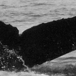 Fluke of Bobbin