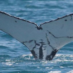 Fluke of PWF-SP_8014