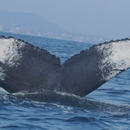 Fluke of CRC-17243