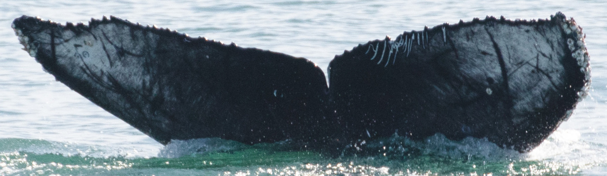 Fluke of Monterey - 2020-2021 calf of CRC-15591