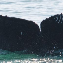 Fluke of Monterey - 2020-2021 calf of CRC-15591