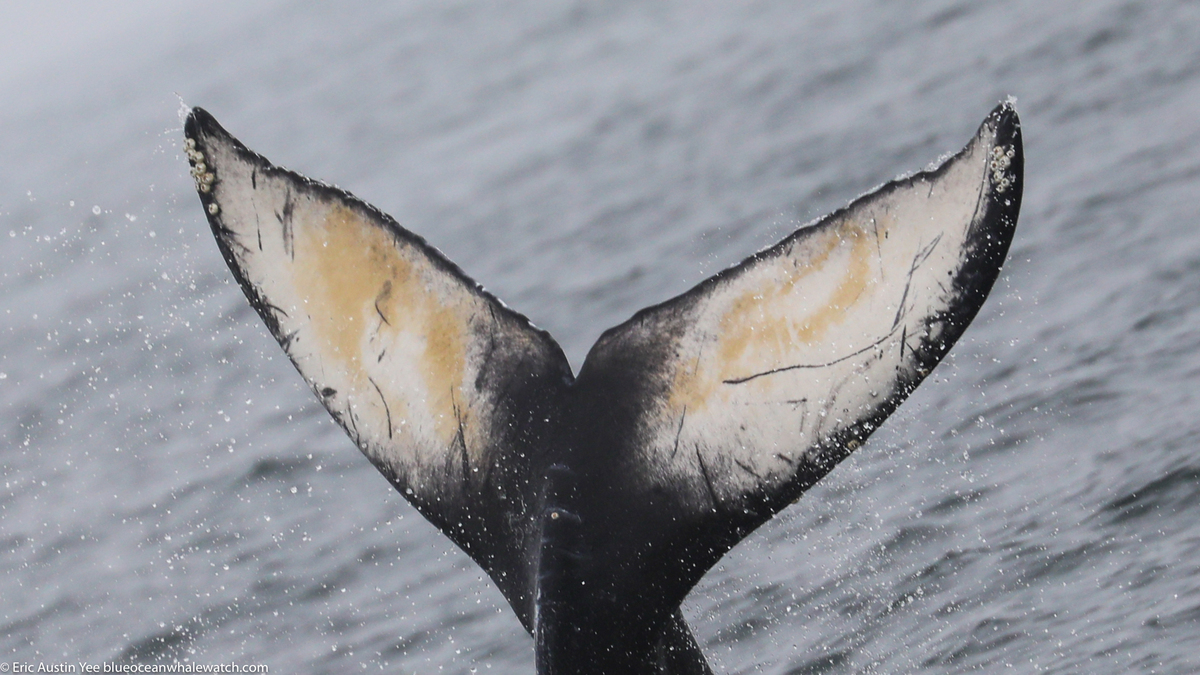 Fluke of 2020-2021 calf of CRC-11834