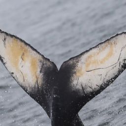 Fluke of 2020-2021 calf of CRC-11834