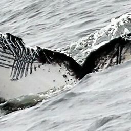 Fluke of Rastrillos