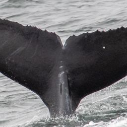 Fluke of 2020-2021 calf of CRC-11260