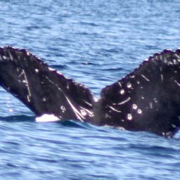Fluke of FIBB-5BB947