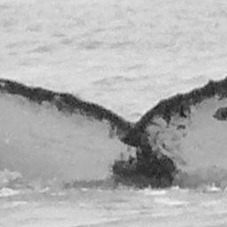 Fluke of CRC-15433
