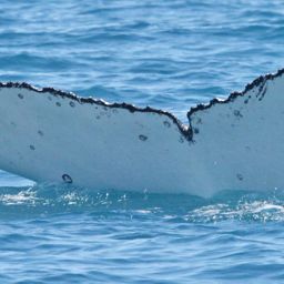 Fluke of PWF-SP_8086