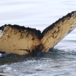 Fluke of PWF-SP_8142