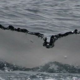 Fluke of PWF-SP_8060