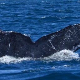 Fluke of HW-MN0501062