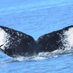 Fluke of CRC-13603