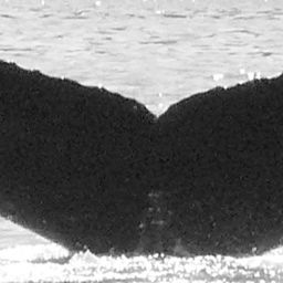 Fluke of Scoop