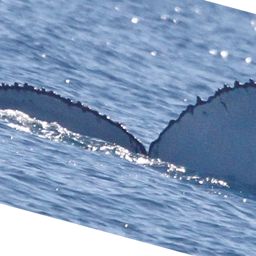 Fluke of PWF-SP_8152