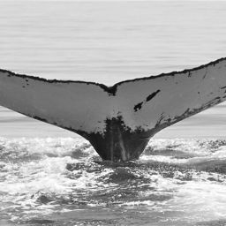 Fluke of NA-7875