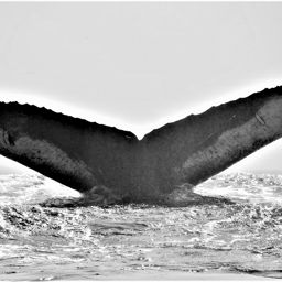 Fluke of ACFAS