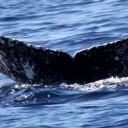 Fluke of HW-MN0443355