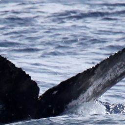 Fluke of HW-MN0443370