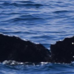 Fluke of CRC-19932