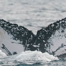 Fluke of CRC-12421