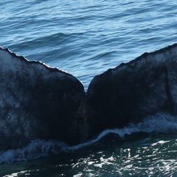 Fluke of 2020-2021 calf of Miracle