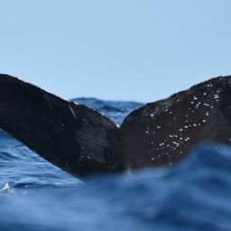 Fluke of CRC-12412