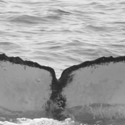 Fluke of CRC-15659