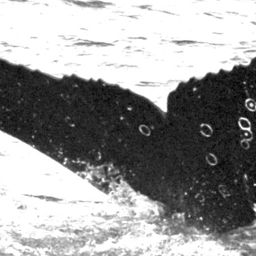 Fluke of Barnacles